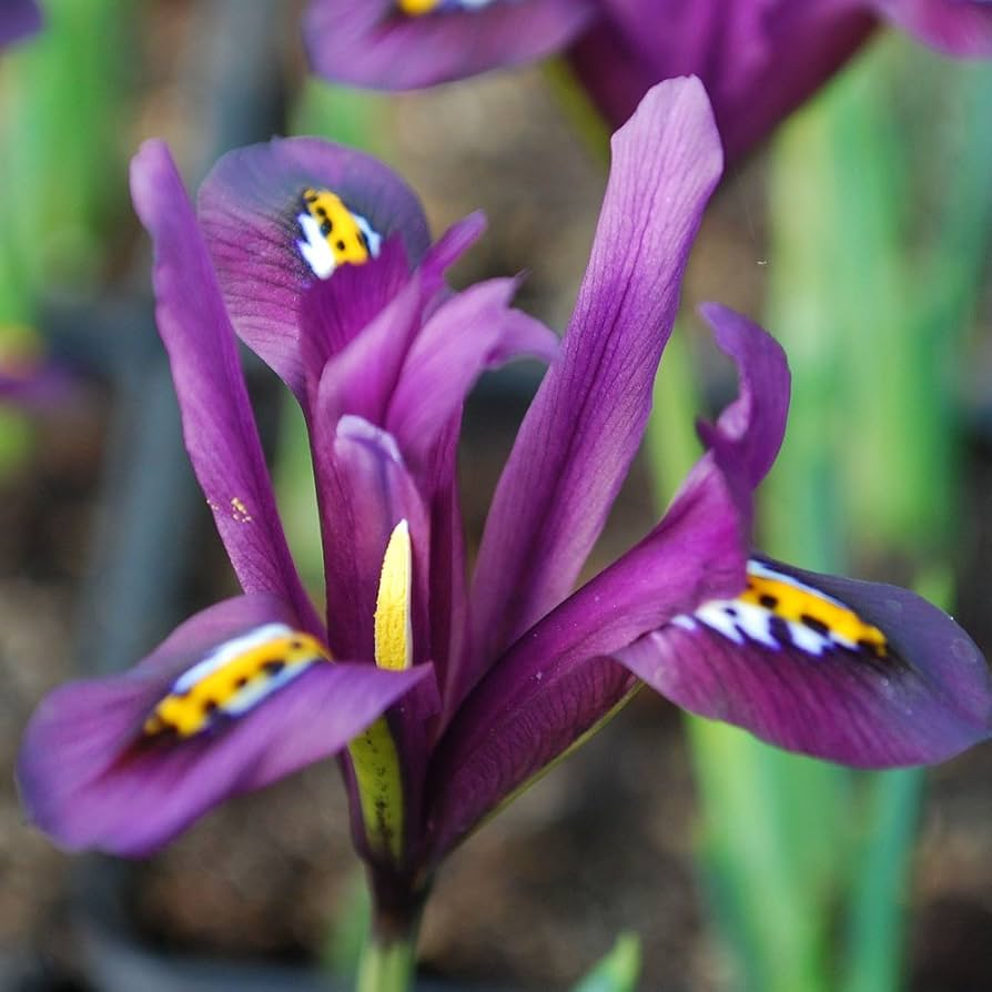 Iris Reticulata J.S. Dijt 4-8" Live Flower Bulbs - 10-Pack (Purple Dwarf Iris, Early Blooming)