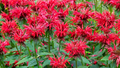 Monarda Bee Balm Cherry Red - 3 Live Starter Plants | Perennial, Sun-Loving, Pollinator Attractor