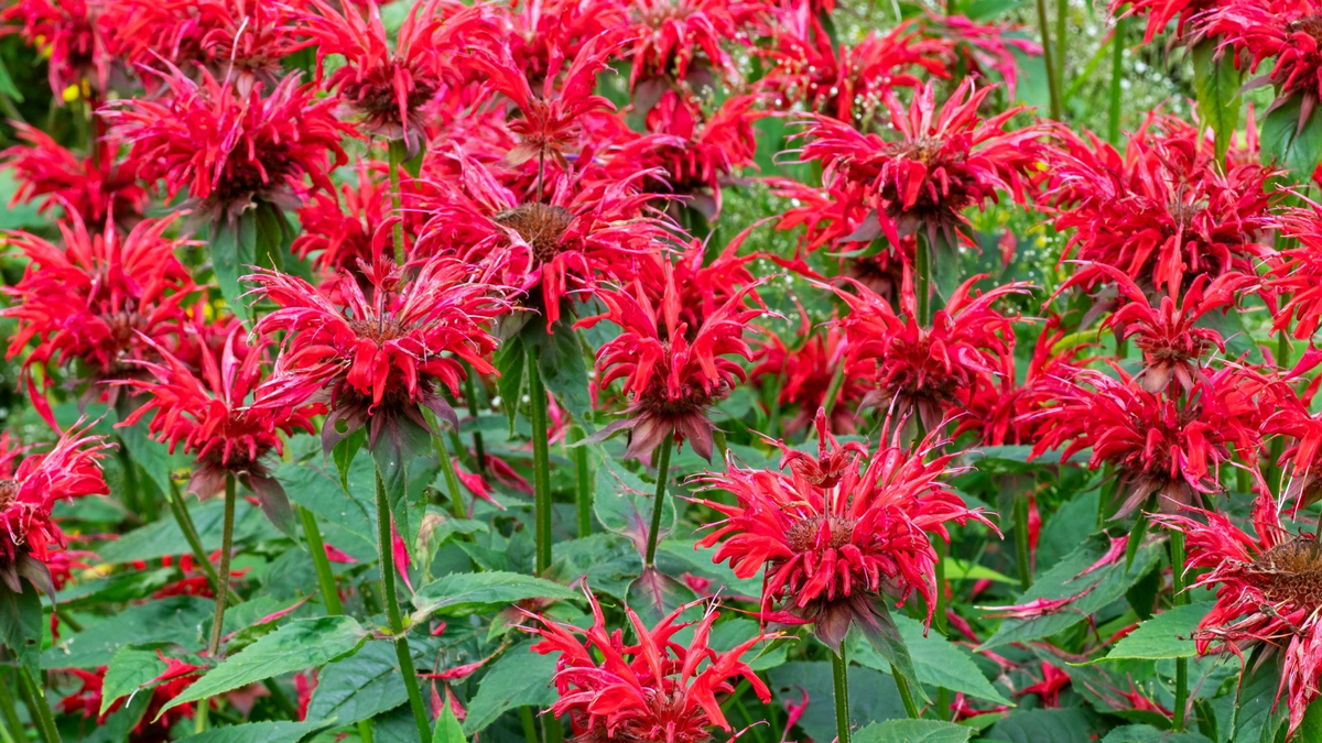 Monarda Bee Balm Cherry Red - 3 Live Starter Plants | Perennial, Sun-Loving, Pollinator Attractor