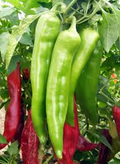 25 Hatch Big Jim Pepper Seeds - Capsicum annuum, Mild to Medium Heat, Heirloom, Non-GMO