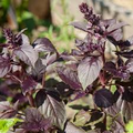 Dark Opal Basil Seeds - Heirloom, Non-GMO | Purple Leaves | 65 Days to Maturity