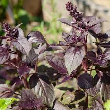Dark Opal Basil Seeds - Heirloom, Non-GMO | Purple Leaves | 65 Days to Maturity