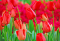 Tulip World's Fire Darwin Hybrid Tulip Bulbs - 55 cm Tall, 5-Pack