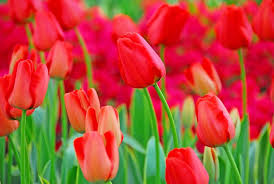 Tulip World's Fire Darwin Hybrid Tulip Bulbs - 55 cm Tall, 5-Pack