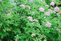 Citrosa Geranium Seeds (Pelargonium citrosum) - 25+ Seeds | Natural Mosquito Repellent & Fragrant Plant