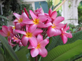Pink Hawaiian Plumeria Fresh Cutting - No Roots, Ready to Plant