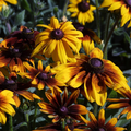 Rudbeckia Hirta (Gloriosa Daisy) Seeds - 25 Non-GMO Pollinator Flower
