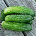Cucumber Spacemaster 80 Seeds | Cucumis sativus - Compact, High-Yield 60 Days