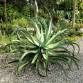 Octopus Agave (Agave vilmoriniana) 6-12" Live Starter Plant - Full Sun, Drought-Tolerant