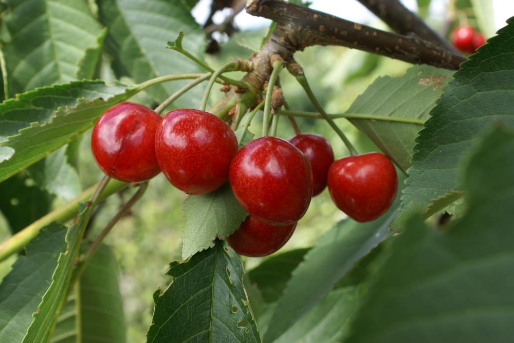 Penny Cherry Seeds - Sweet, Cold-Hardy, Self-Fertile Late-Season Cherry (10+ Seeds)