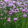 Garlic Chive Seeds - 500 Premium Heirloom Allium tuberosum | Perennial Herb, Edible Leaves & White Flowers