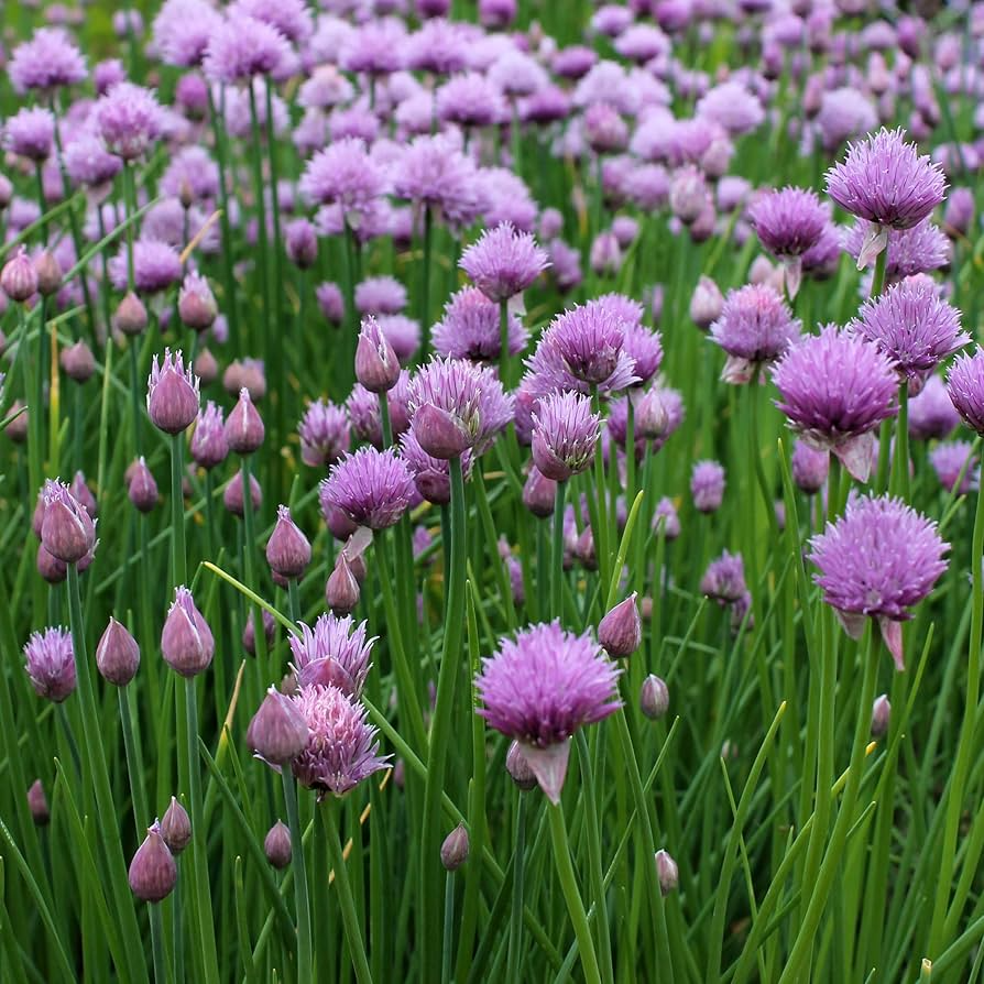 Garlic Chive Seeds - 500 Premium Heirloom Allium tuberosum | Perennial Herb, Edible Leaves & White Flowers