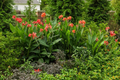 Canna Lily Orange Wyoming | 1 Live Bulb | Tall Florida-Style Canna indica Wyoming