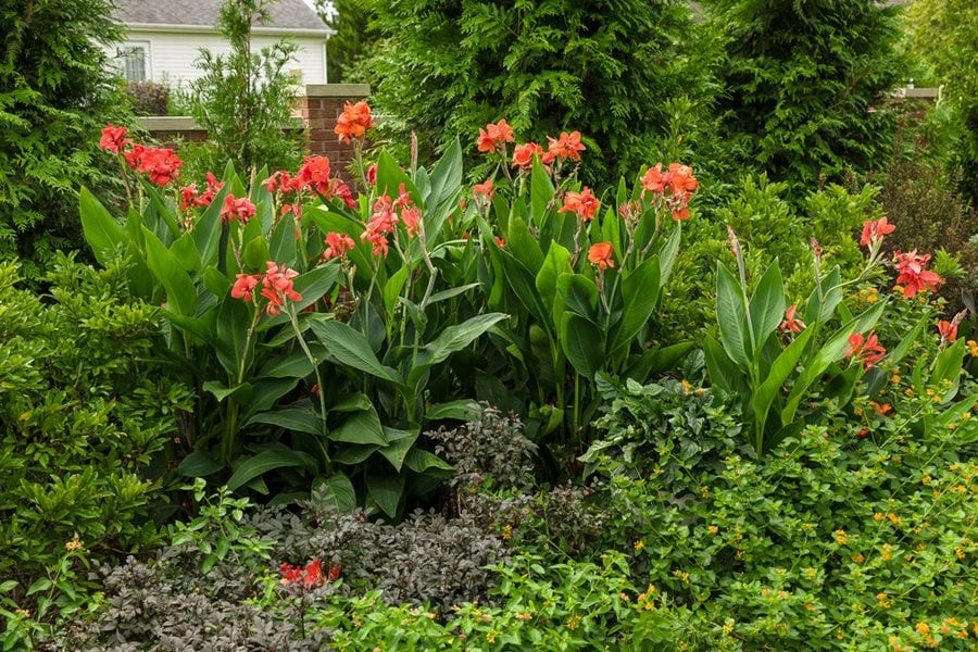 Canna Lily Orange Wyoming | 1 Live Bulb | Tall Florida-Style Canna indica Wyoming