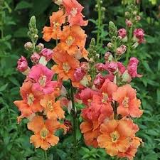 Chantilly Deep Orange Snapdragon Seeds (Antirrhinum majus) - 1000+ Seeds