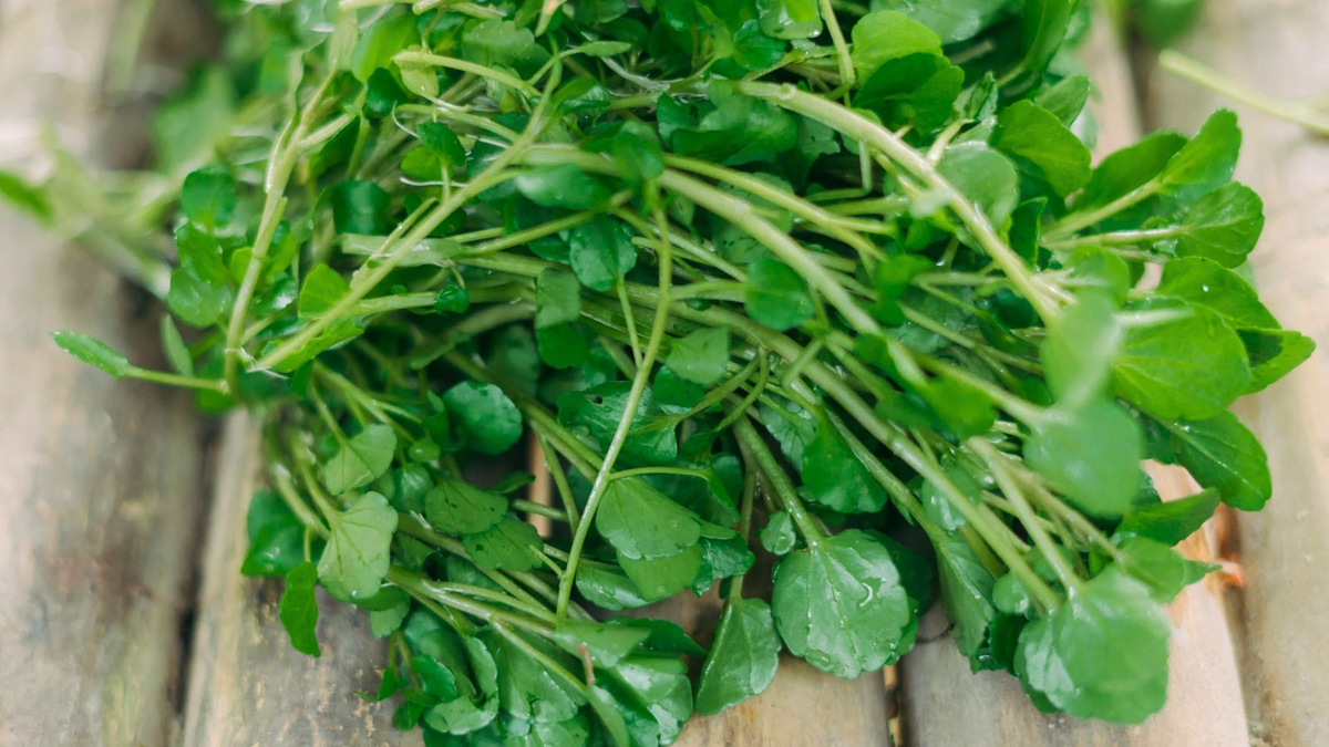 Watercress Cuttings with Roots - 10 Live Starter Plants (Nasturtium officinale)