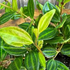 Peperomia Funky Frog Cuttings - Variegated Beetle Radiator Plant, 4" Unrooted (5 Pack) | Pet-Friendly Starter