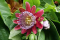 Giant Granadilla Passiflora quadrangularis Seeds - Huge Passionfruit Vine (10 Seeds)
