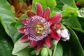 Giant Granadilla Passiflora quadrangularis Seeds - Huge Passionfruit Vine (10 Seeds)