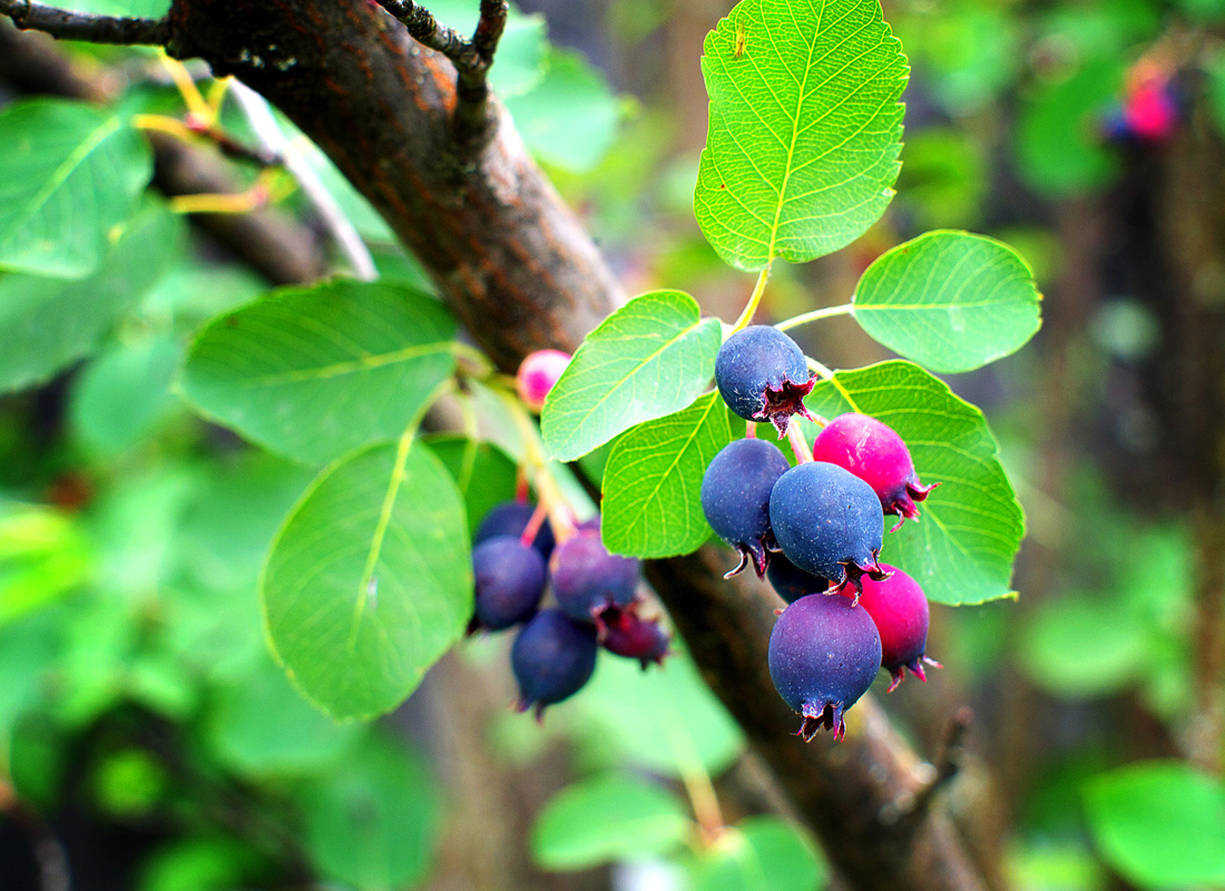 Saskatoon Serviceberry Tree Amelanchier alnifolia Bare Root 1-2 ft - Hardy Zones 2-9
