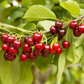 Sylvia Cherry Seeds - 10+ Self-Fertile, Compact Dwarf Cherry Tree Seeds