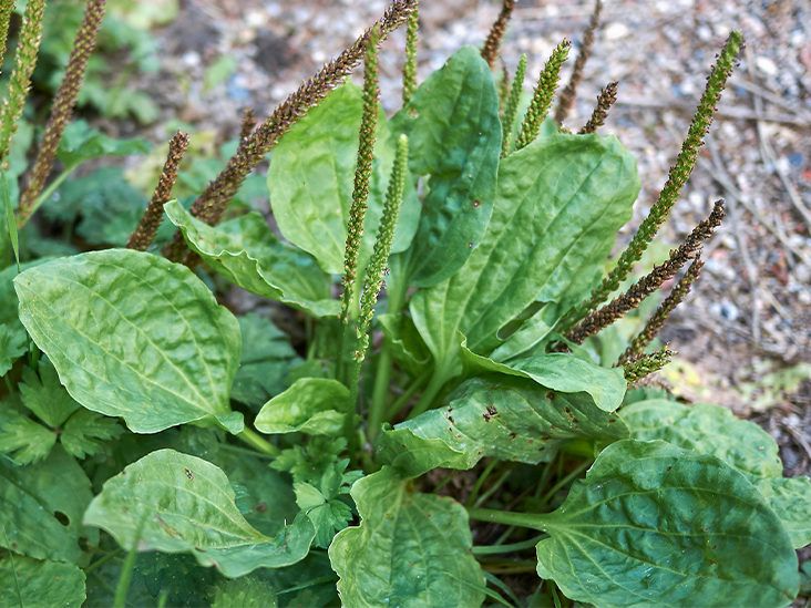 Plantago Major Broadleaf Plantain - Bare Root Live Plants (2) Starter Perennial Herb