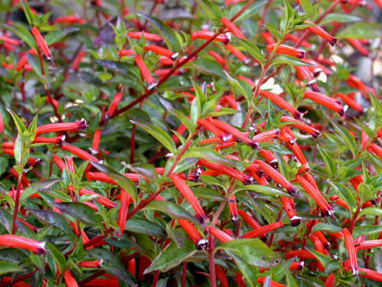 Cigar Plant Cuphea Ignea Starter Plant | Live Seedling | Hummingbird & Butterfly Magnet