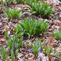Wild Leek Seeds Ramp Allium tricoccum – 10 Seeds, Heirloom, Non-GMO, Perennial Green – Gourmet Edible