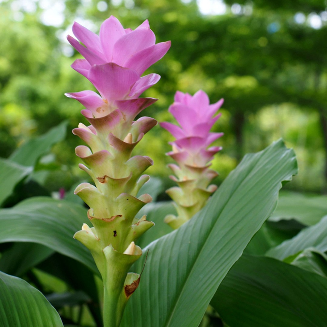 Yellow Turmeric Plant (Curcuma longa) - 5-10" Live Starter Plant
