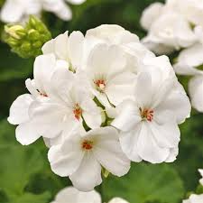 White Zonal Geranium Cuttings (6" Unrooted Live Plant) - Pelargonium zonale, Zones 10-11