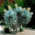 Blue Yucca Seeds (Yucca rigida) – Cold Hardy, 10 Seeds