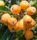 BIG JIM Loquat Fruit Tree Starter Plant - Eriobotrya japonica, 4-6 in tall, Ready to Grow