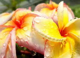 Plumeria Cutting JJ California Sunset - Fragrant Orange Blooms, Early & Long-Season