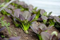 300 Gourmet Purple Hybrid Pak Choi Seeds (Bok Choi) - Brassica rapa Chinensis, 6-12" Tall