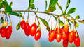 Goji Berry (Lycium barbarum) - 2 Fresh Rooted Cuttings - Bare Root Starter Plant