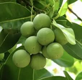 Ball Nut / Alexandrian Laurel (Calophyllum inophyllum) Live Tropical Starter Tree 12-24"