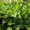 100 Green Malabar Spinach Seeds - Basella alba, Heat-Tolerant Climbing Vine, Non-GMO