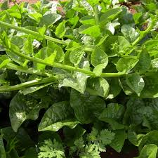 100 Green Malabar Spinach Seeds - Basella alba, Heat-Tolerant Climbing Vine, Non-GMO