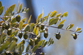 Jojoba Tree Seeds (Simmondsia chinensis) – Drought-Tolerant Native Shrub, Goat Nut, USDA Zones 9-10