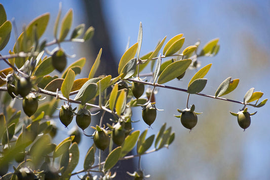 Jojoba Tree Seeds (Simmondsia chinensis) – Drought-Tolerant Native Shrub, Goat Nut, USDA Zones 9-10