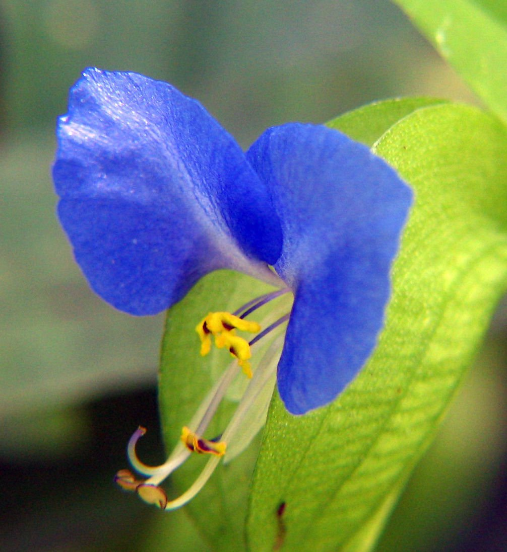 Spiderwort Day Lily Cuttings - Wandering Jew Blue, 15 Fresh Cuttings (Rooted & Unrooted) Starter Plant