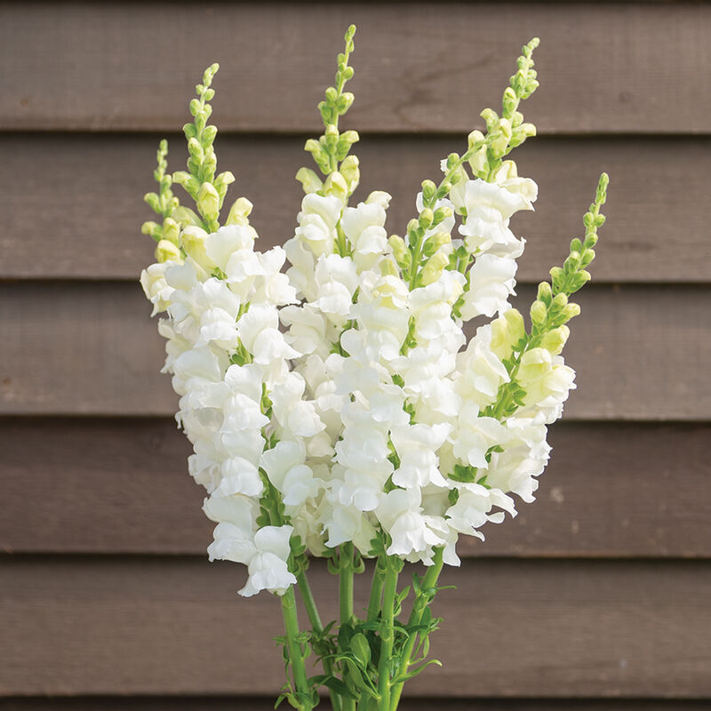 Costa Midly White II Snapdragon Seeds (Antirrhinum majus) – 1000+ Seeds, White Blooms