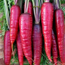 Purple Dragon Carrot Seeds - Heirloom Non-GMO, 85 Days, 6-8" Roots