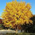 Ginkgo Biloba Tree Seeds (5 Stratified) Maidenhair | Hardy, Yellow Fall Foliage, Bonsai Potential
