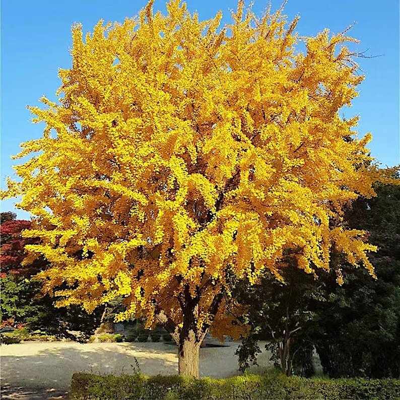 Ginkgo Biloba Tree Seeds (5 Stratified) Maidenhair | Hardy, Yellow Fall Foliage, Bonsai Potential