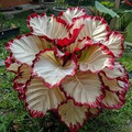 Velvet Flame Calathea Seeds (Calathea sp.) – 25+ Seeds, Tropical Foliage
