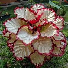Velvet Flame Calathea Seeds (Calathea sp.) – 25+ Seeds, Tropical Foliage