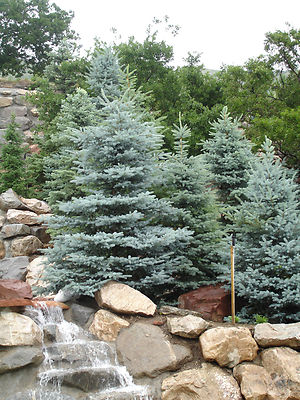 Colorado Blue Spruce Picea pungens Glauca NM Carson Seeds - Tree Seeds