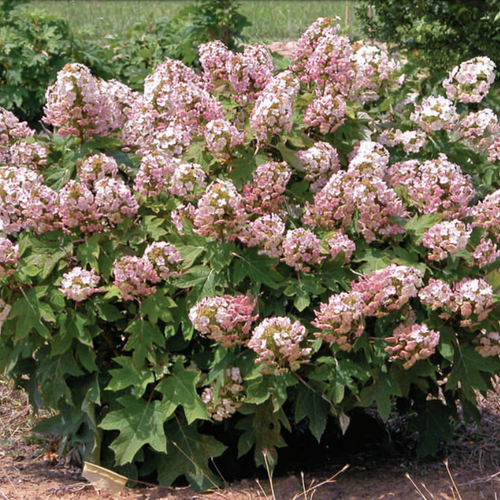 Munchkin Dwarf Oakleaf Hydrangea Starter Plant - 6-12" | White to Pink Blooms, 3-4 ft