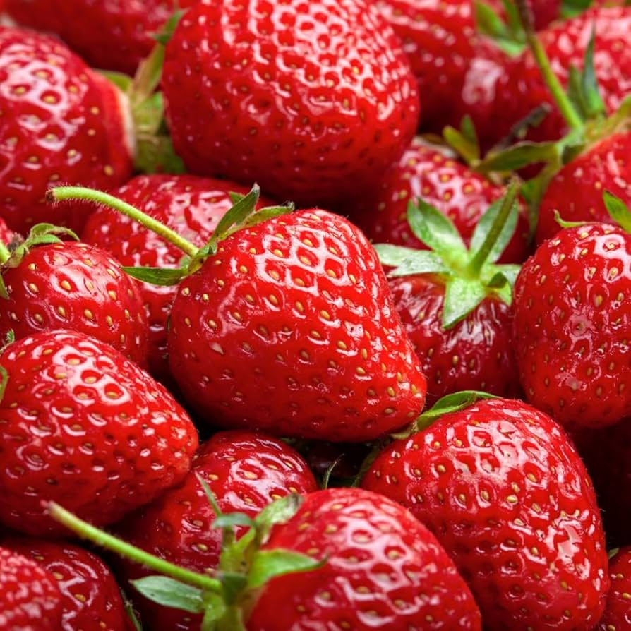 Puget Crimson Strawberry Plants (Bare Root) - 10 Pack | Large, Sweet, High-Yield Summer-Bearing